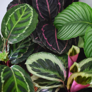 k所见| 天使竹芋青苹q果办季好养可水培植公室盆栽客厅观叶绿夏喜