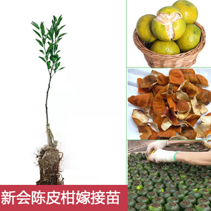 正宗新会陈皮柑果苗茶枝柑苗柑橘小青柑普茶制橘子普洱茶嫁接树苗