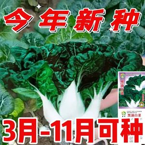 奶白菜种子小白菜青菜黑油菜春四季蔬菜子秋冬季种植菜种农家种籽