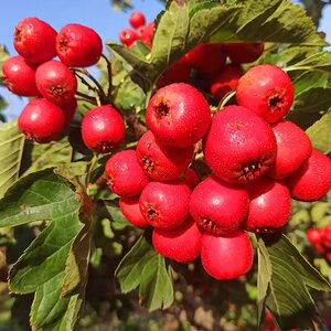 山西绛县山楂果新鲜现摘大金星山里红果冰糖葫芦山楂干片糖雪球用