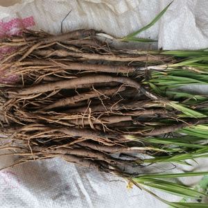 新鲜野生仙茅中草药材包邮贵州地棕独茅先矛独脚先毛仙毛仙矛