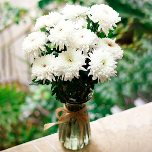 云南基地多色小雏菊鲜花花束室内家用一扎起批插花速递空运包邮到