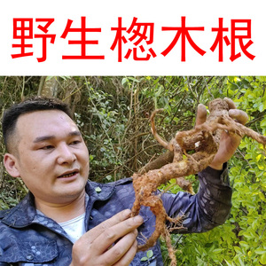 楤木根