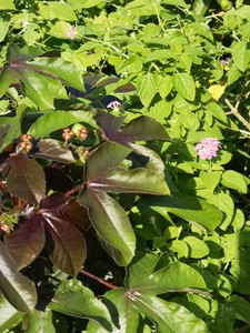 新鲜棉叶珊瑚花叶红叶麻风树麻枫木红麻枫树叶棉叶珊珊枝叶根小苗