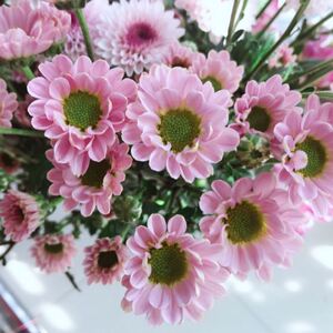 罗西粉纽扣菊鲜花南小菊小皱菊雏邹稚鲜花云南直发基地昆明斗粉色