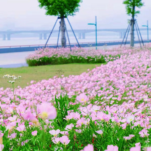 美丽月见草种子阳台盆栽庭院花卉夜来香宿根花种籽子四季播种开花