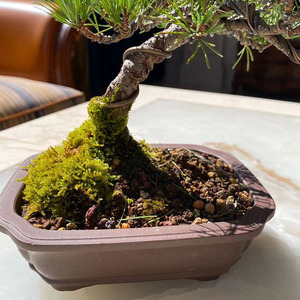 微型正宗短针日本五针松大阪松小盆景瑞光那须名贵品y绿植盆栽矮