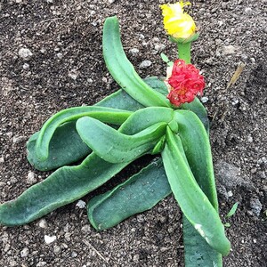 佛手托金多肉阳台盆栽花四季开花防辐射好养易爆头佛手掌托金肉肉