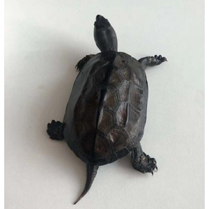 草龟大 特大物全龟纯种墨黑乌z龟活顶稀有宠物龟 稀有乌龟 超大y