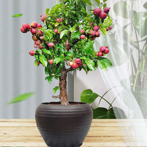 精品海棠花矮霸贵人果树盆景木本花卉盆栽地栽老桩容易养带果阳台