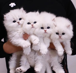 纯种高地白色猫金吉拉幼猫纯白长毛蓝眼宠物猫温顺粘人小奶猫家养