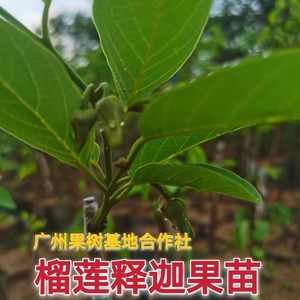 广州发货正宗嫁接释迦果树苗榴莲释迦果苗带土带叶发货名贵释迦苗