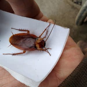 活体蟑螂美洲大蠊成年4-5厘米100只人工养殖大蟑螂干净卫生钓鱼