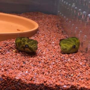 活体狗头鱼斑马绿翡翠娃娃v字淡水河豚热带观赏凶猛肉食除螺工具