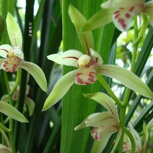 兰草花味香水