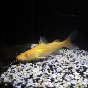 金丝猫鱼活体黄金招财猫鱼白化猫鱼新手好养中型热带鱼观赏鱼宠物