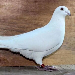 000人付款淘宝纯白色信鸽d活体白鸽子赛鸽村松白锡坤