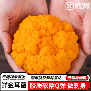 新鲜金耳菌 云南菌子黄金耳黄木耳银耳菌金耳黄耳煲汤料食用菌