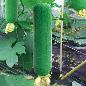 800人付款天猫新糯香白皮白丝瓜种子 白玉南方早熟高产肉丝瓜 四季菜