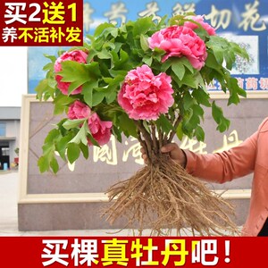 牡丹花苗大苗洛阳