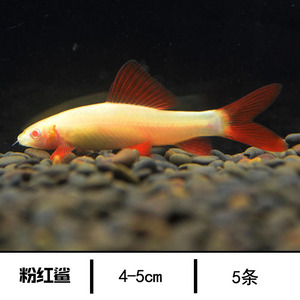 2021新品彩红鲨红尾q黑鲨型红鲨热带鱼观赏鱼底层鱼淡水粉小鱼银