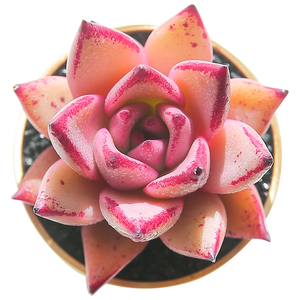 x品血罗多肉植物m云南花卉稀有品种室内肉肉花老桩绿植组合盆