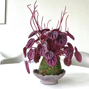 红宝石|日式室内办公室客厅桌面小植物皱叶椒草苔藓球净化空气