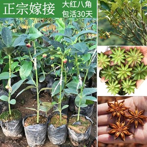 八角茴香苗树苗包邮