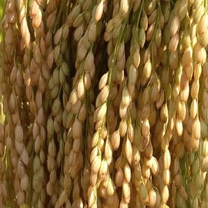 糯谷种子糯米种原始糯谷带壳糯米稻谷晚造500g包邮圆粒香禾糯入