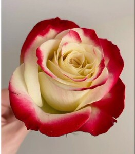 【浪仔月季】女王陛下 奶油红边单头大切玫瑰月季阳台花苗