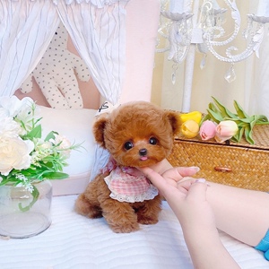 免费领养泰迪活体幼犬袖珍茶杯犬贵宾犬迷你长不大小型宠物狗训练