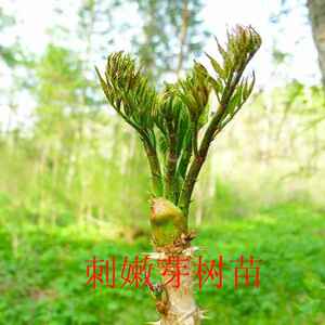 刺老芽树苗野生刺嫩芽树苗辽东楤木龙芽楤木鹊不踏鸟不站种植苗木