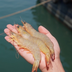 北海明虾野生海虾冷冻新鲜海鲜水产天然速冻大虾白虾基围虾2000g