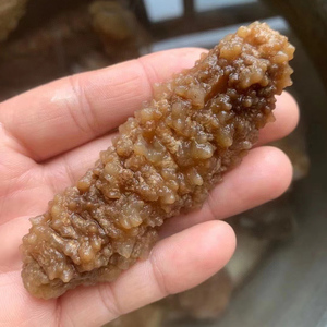 黄玉参菲律宾海参160头纯天然野生老人孕妇食用淡干刺参海参500g