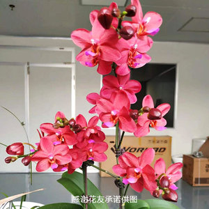 000人付款淘宝原生种洋兰图鉴卡特丽亚兰_阿里,罗臻,刘作新编著一