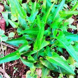 野生叶堇菜种子紫花地丁箭头草犁嘴草铧头草华兜草中草药仅仅花籽