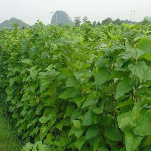 桑树活苗桑叶树苗养蚕的小苗蚕槡苗桑葚盆栽桑叶喂蚕宝t宝强桑农