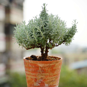 银叶绵杉菊盆栽 驱蚊草可驱蚊 可做棒棒糖造型绿植植物 开花很美