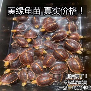 韶关纯种黑颈龟2021年龟苗家养宠物水族镇宅招财和富贵长寿7人付款