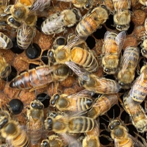 买一送一意蜂王东北黑喀尔巴阡松丹一号中蜜一号金喀金黄山处女王