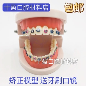 牙科口腔模型 正畸金属托槽展示 彩色结扎圈托槽弓丝示范模型包邮