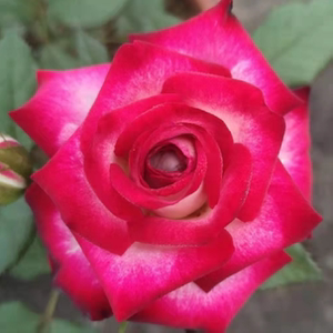 狮子座阳台月季