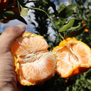 80雨洁诚信企业店淘宝四川椪柑晚熟芦柑橘子新鲜碰柑永春云南当季