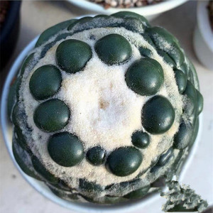 无刺象牙一物一拍仙人球稀有品种进口多肉植物花卉开花仙人掌盆栽