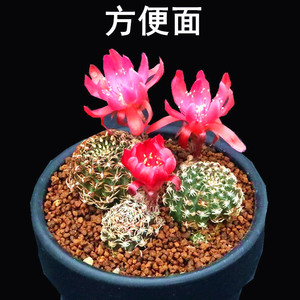 乌艳丸方便面仙人球植物盆栽室内花卉开花仙人掌科稀有品种肉肉