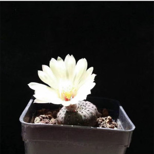 艳肌士童小型士童属仙人球奇趣稀有品种肉肉多肉植物开花仙人掌科