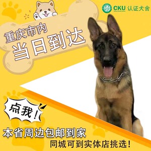 【重庆犬舍】纯种德牧幼犬黑背德国牧羊犬大型狼狗活体宠物狗