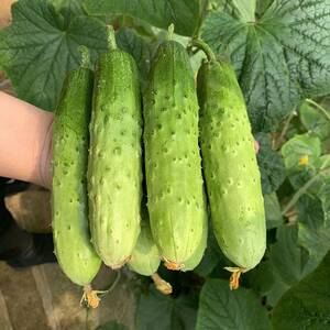 东北旱黄瓜农家新鲜时令青菜笨黄瓜小青瓜荷兰瓜水果应季蔬菜5斤