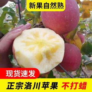 洛川苹果产地直销应季陕西水果新鲜当季红富士10斤壶口糖心嘎啦果