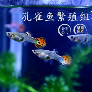 米奇鱼怀孕母鱼金鱼活鱼能会生小鱼的鱼胎生鱼不用打氧气养的鱼